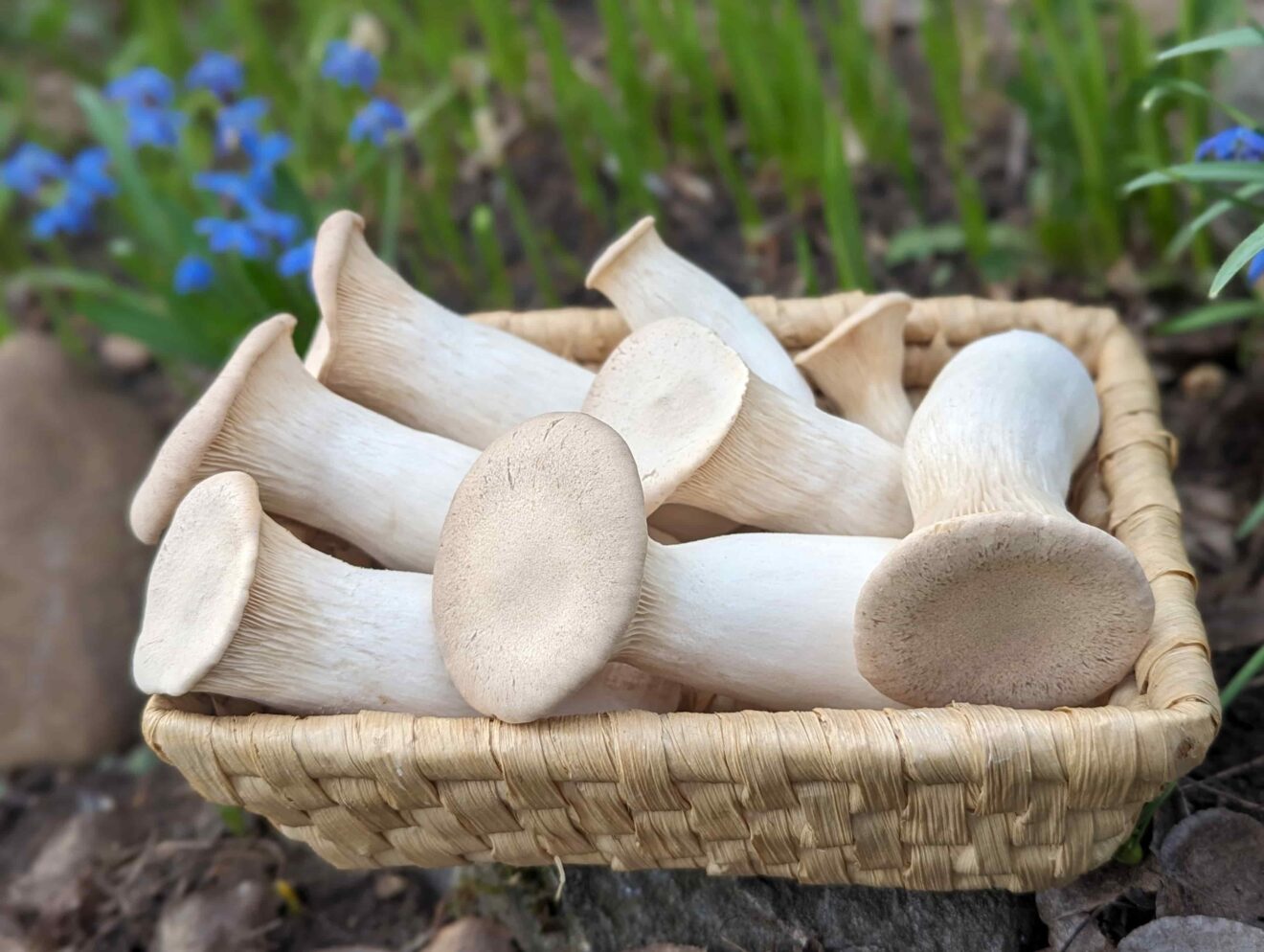 2Hektarai Parduotuvė