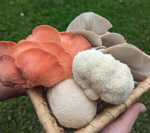 Gurmaniškų grybų rinkinys, rožinės kreivabudės, pilkosios kreivabudės, liūto karčiai, lion's mane